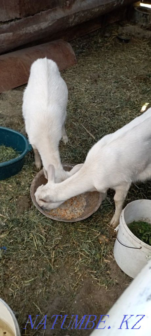 Мен Зейн ешкісін сатамын  Қаскелең  - изображение 3