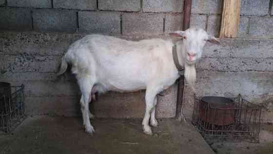 Зааненская коза с козленком лучшая порода для молочного направления Shymkent