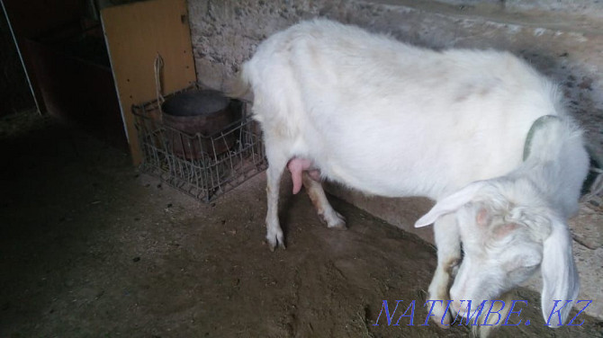 Saanen goat with kid is the best breed for dairy direction Shymkent - photo 3