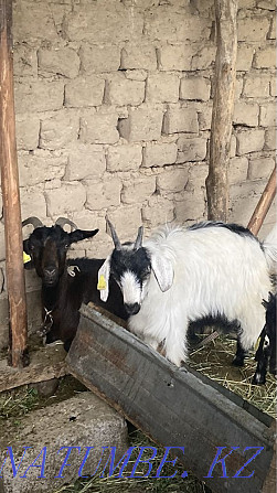 yeshki lagymen. goat with kid Аксукент - photo 1