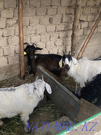 yeshki lagymen. goat with kid Аксукент - photo 2