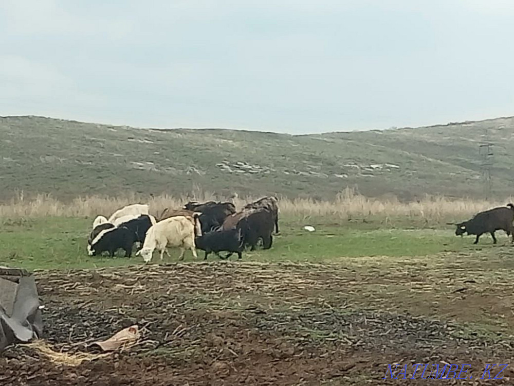 Ешкі мен лақты малға сатамын немесе айырбастаймын  Өскемен - изображение 1