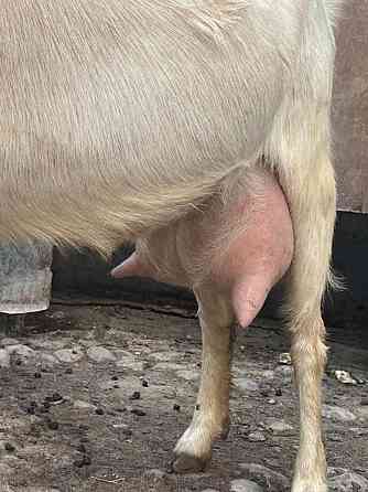 Парное козе молоко. Ешкі суті Shymkent