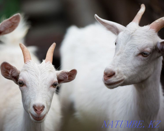 Парное козе молоко. Ешкі суті Шымкент - изображение 3
