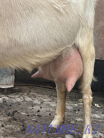 Парное козе молоко. Ешкі суті Шымкент - изображение 2