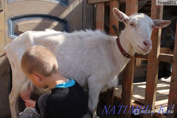 Ешкі сүтін сатамыз Каргалы - изображение 1