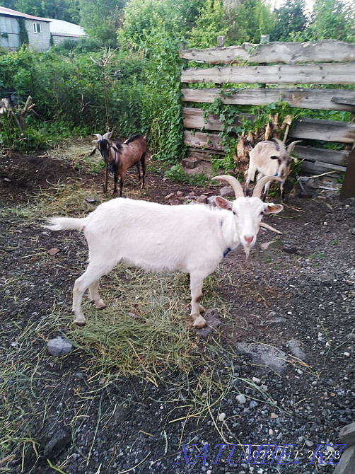 Тыныш тұқымды ешкілерді сатамын  Талдықорған - изображение 1