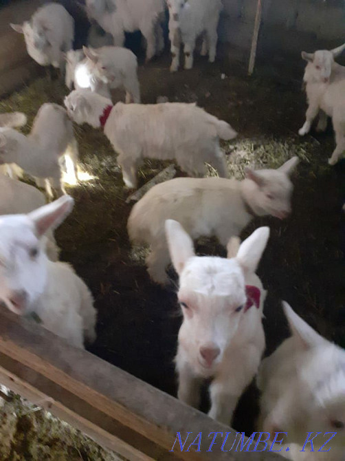 Козленок, коза, телец, скота, Ешкі ла?ы Нурмухамеда Есентаева - изображение 1