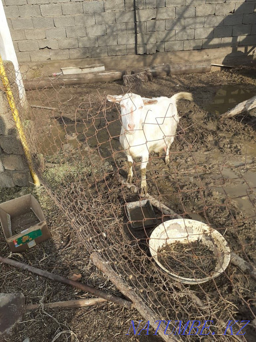 Козленок, коза, телец, скота, Ешкі ла?ы Нурмухамеда Есентаева - изображение 4