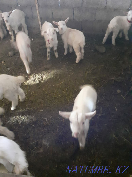 Козленок, коза, телец, скота, Ешкі ла?ы Нурмухамеда Есентаева - изображение 2