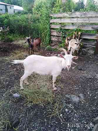 Продам коз молчны породы Талдыкорган