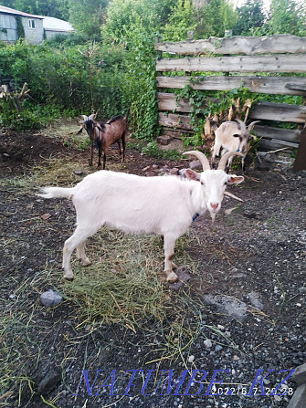 Продам коз молчны породы Талдыкорган - изображение 1