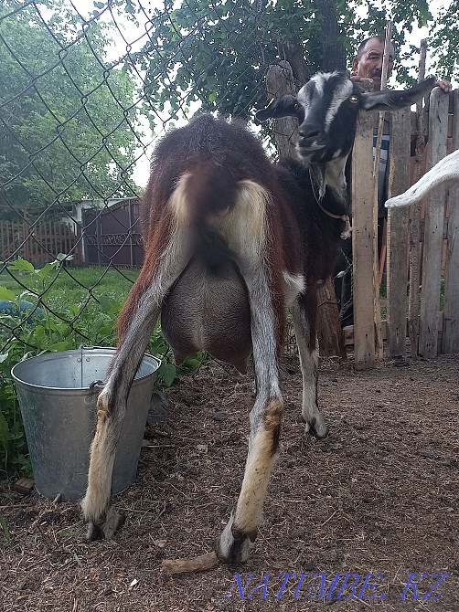 Альпілік ешкі сүті сатылады  Өскемен - изображение 1
