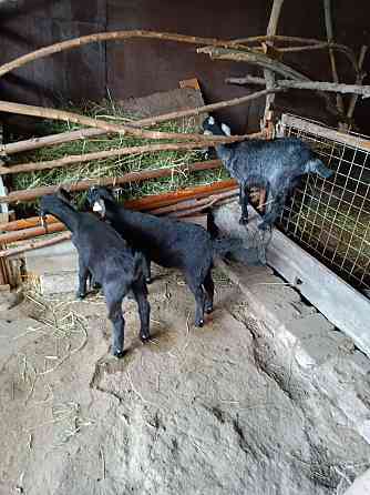 Продам молочных коз срочно  Талдықорған