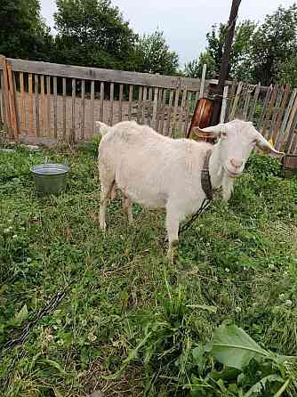 Продам молочных коз срочно Талдыкорган
