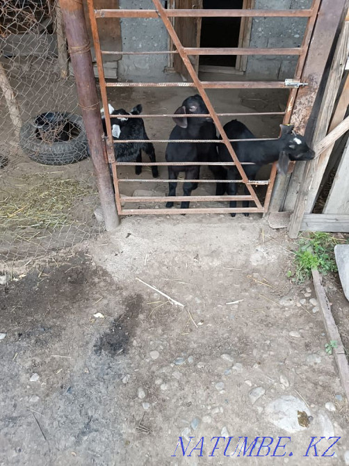 Тез арада сүтті ешкілер сатылады  Талдықорған - изображение 2