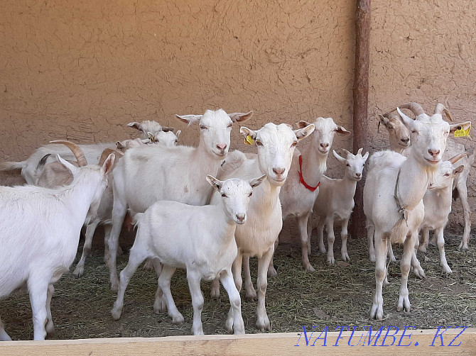 Parody taza ?andy eshkyler eshki eshki goat goat Shymkent - photo 1
