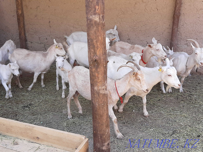 Parody taza ?andy eshkyler eshki eshki goat goat Shymkent - photo 2