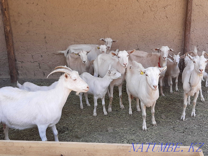 Parody taza ?andy eshkyler eshki eshki goat goat Shymkent - photo 3