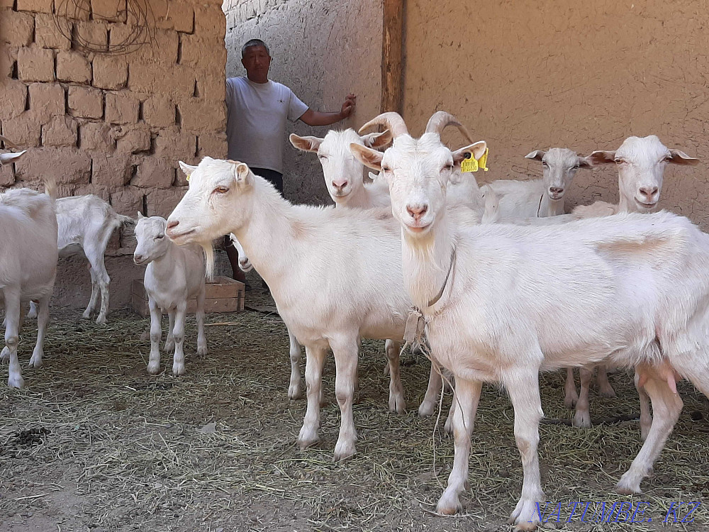 Пародистый таза ?анды ешкылер ешкы ешкі коза козы Шымкент - изображение 4