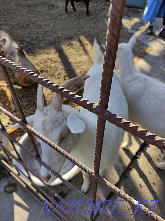 Young Zaonen goats  - photo 1