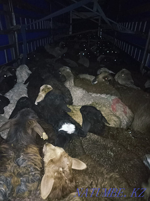 Қой қой, тоқты, ешкі, тұсақ, семіз сатылады. Жеткізу жолағы тегін  Алматы - изображение 1