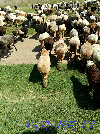 Lambs and Goats 25000 Kapshagay - photo 1