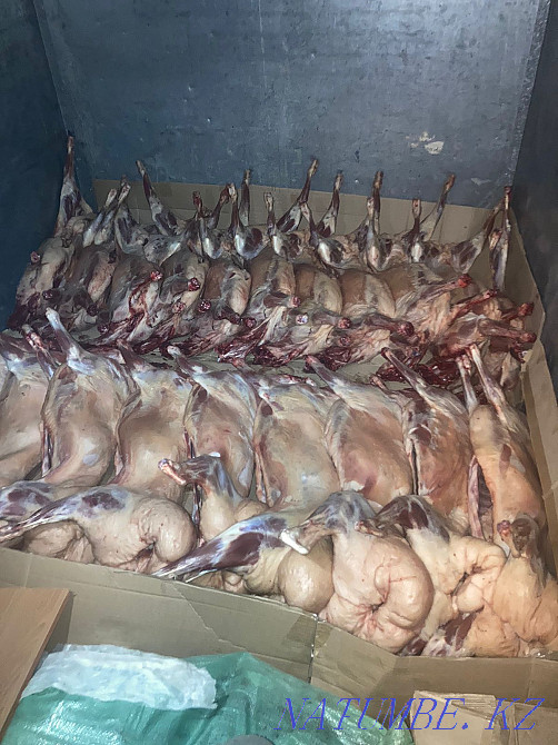 Козы сатылады,40-47 те?ге Чапаево - изображение 2