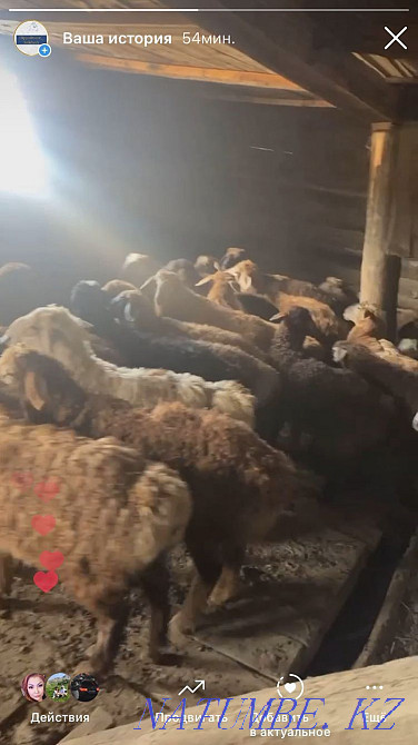 Козы сатылады,40-47 те?ге Чапаево - изображение 3