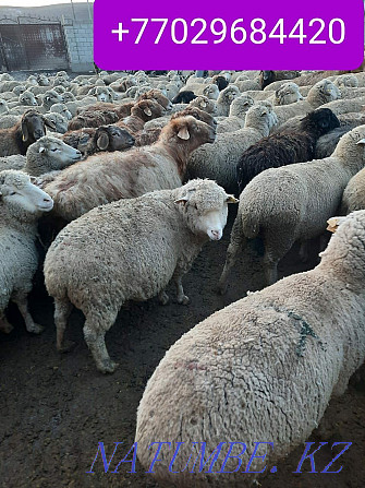 Koi goats satylady semiz Almaty - photo 3