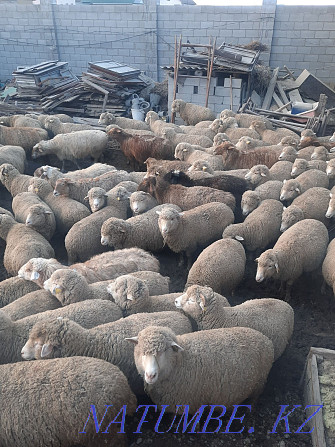 Koi goats satylady semiz Almaty - photo 1