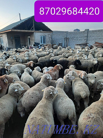Koi goats satylady semiz Almaty - photo 2