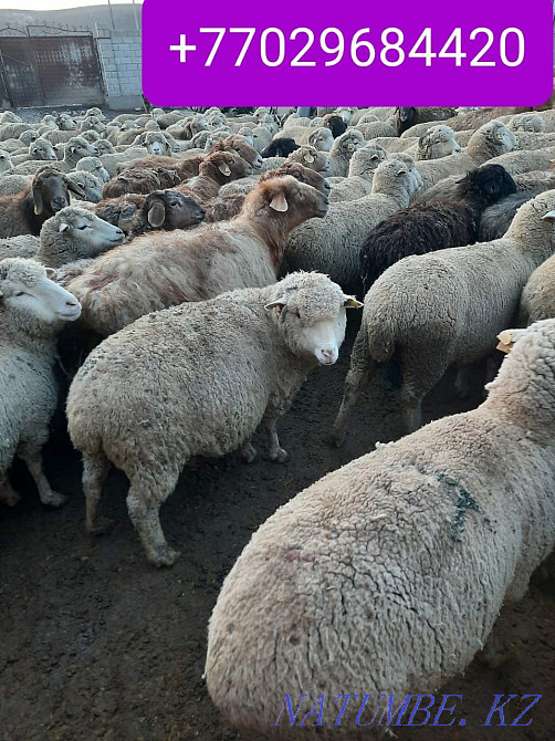 Қой ешкі сатылады семіз  Алматы - изображение 3