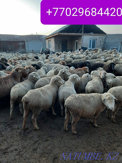 Қой ешкі сатылады семіз  Алматы - изображение 4
