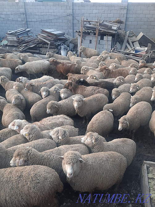 Қой ешкі сатылады семіз  Алматы - изображение 1