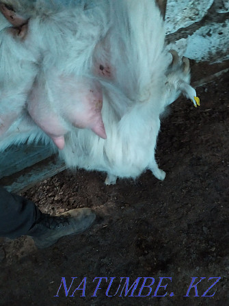 Milk goats Astana - photo 1