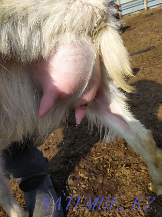 Milk goats Astana - photo 3