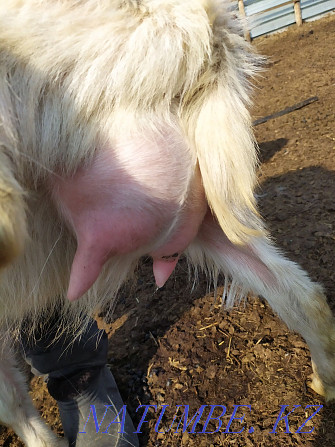Milk goats Astana - photo 2