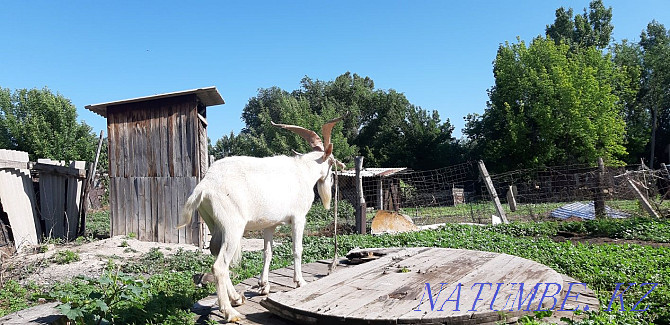 Goats nemese Teke satam  - photo 1