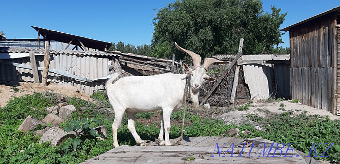 Goats nemese Teke satam  - photo 2
