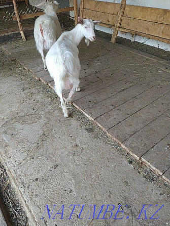 Продаю коз зааненской породы  - изображение 4