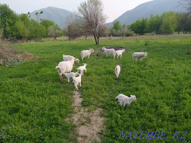 I sell Saanen goats  - photo 1