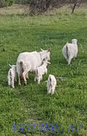 I sell Saanen goats  - photo 2