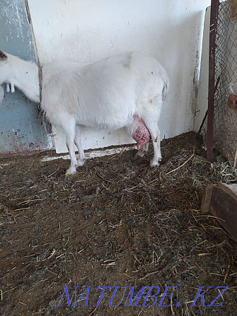 I sell Saanen goats  - photo 3