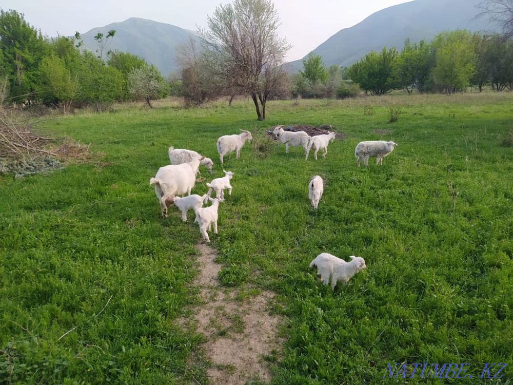Саанен ешкілерін сатамын  - изображение 1