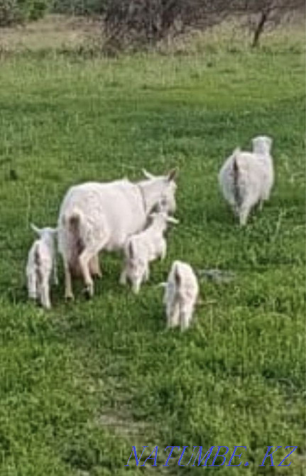 Саанен ешкілерін сатамын  - изображение 2