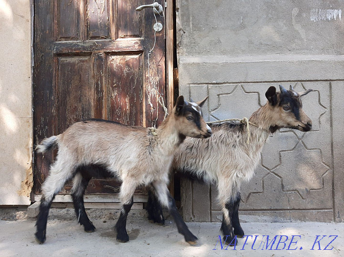 Taza Alpi ?r?ashy la?tar Eshky eshkі goat goat Shymkent - photo 4