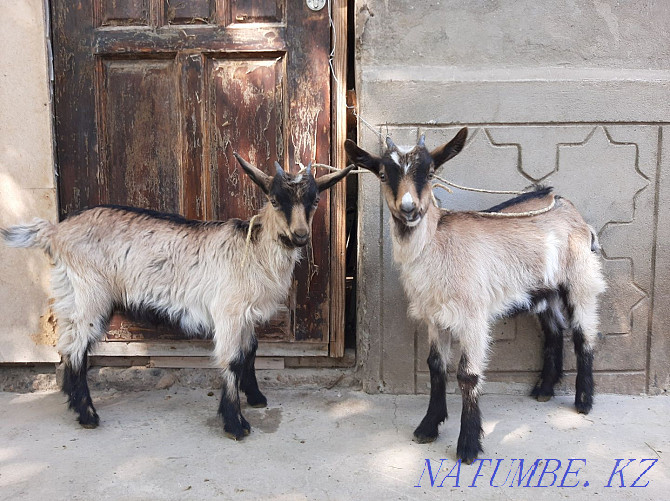 Taza Alpi ?r?ashy la?tar Eshky eshkі goat goat Shymkent - photo 1