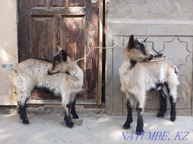 Taza Alpi ?r?ashy la?tar Eshky eshkі goat goat Shymkent - photo 3