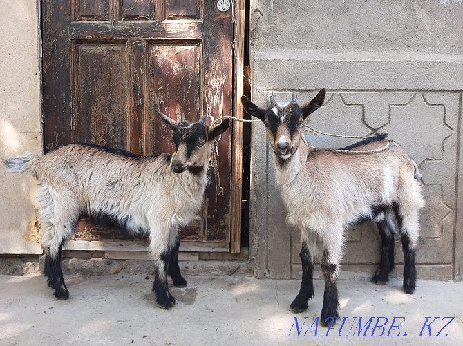 Taza Alpi ?r?ashy la?tar Eshky eshkі goat goat Shymkent - photo 2